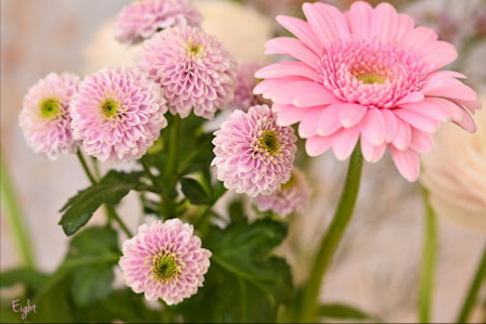ZINNIA AB - Skara